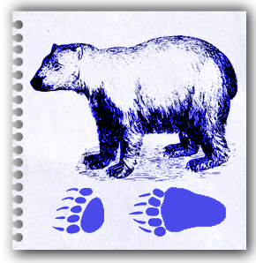 Bear Footprint