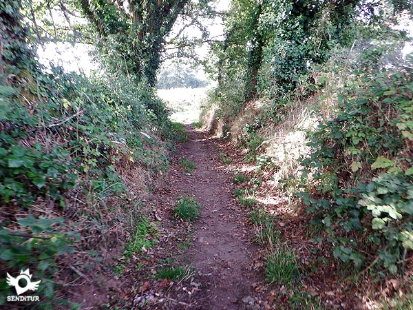 The vegetation narrows the path