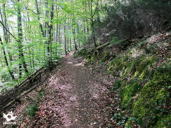 The trail goes through the forest
