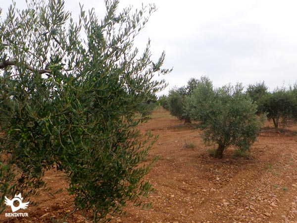 Path of the orchards of Murillo