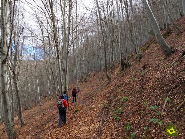 We go through the beech forest