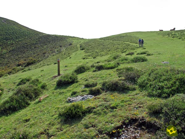 There are several trails made most likely by cattle