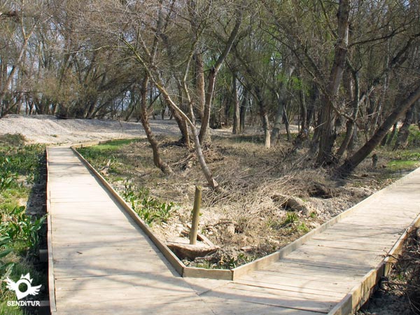 Grove of the Estajao Footbridge
